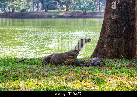 Dieses einzigartige Bild zeigt die höchst gefährliche große Komodo Drachen in der berühmten Lumpini Park in Bangkok. Stockfoto