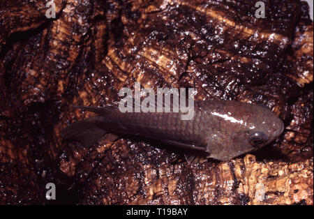 Klettern (Anabas testudineus Barsch), Klettern auf Holz Stockfoto