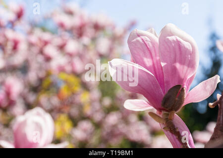 Pink Magnolia bud auf blurry Garten Hintergrund. schöne Natur Landschaft im Frühling. Stockfoto