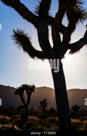Ein Joshua Tree (Yucca buergeri engelm) am späten Nachmittag Licht auf der Straße nach Schlüssel anzuzeigen übersehen - Joshua Tree National Park, Kalifornien Stockfoto