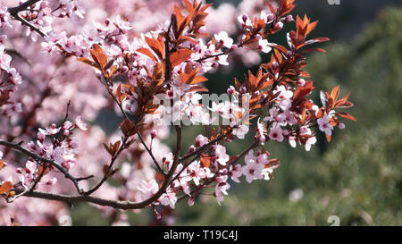 Feder Wild Cherry Plum Blumen closeup Foto Stockfoto