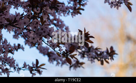 Feder Wild Cherry Plum Blumen closeup Foto Stockfoto