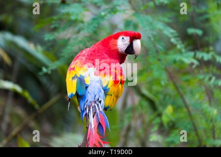 Exotische Rote und gelbe Scarlet Papagei/Macaw Vogel mit neugierig in die Augen in Macaw Mountain Wildlife Reserve in der Nähe von Copan Ruinas, Honduras Suchen Stockfoto