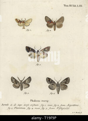 Argentinien, Spatalia Argentinien, Flamme, Brocade, Trigonophora flammea, und die Bogenschützen Dart, Eulenfalter vestigialis. Phalaena Bombyx Argentinien, Flammea, vestigilias. Papierkörbe Kupferstich von Johann Carl Bock von eugenius Johann Christoph Esper die Schmetterlinge in Abbildungen nach der Natur, Erlangen, 1786 sterben. Stockfoto