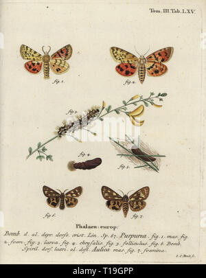 Purple Tiger, Rhyparia purpurata 1-6, und braune Tiger Moth, Hyphoraia aulica 6,7. Phalaena Bombyx purpurea, aulica. Papierkörbe Kupferstich von Johann Carl Bock von eugenius Johann Christoph Esper die Schmetterlinge in Abbildungen nach der Natur, Erlangen, 1786 sterben. Stockfoto