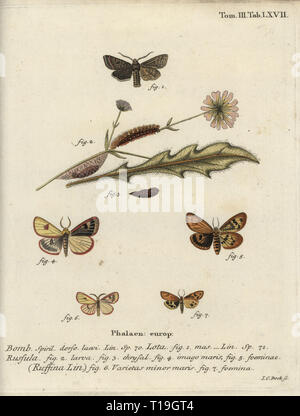 Red-line Quaker, agrochola Lota, getrübt, buff Diacrisia Sannio, und Flounced Kastanie, Agrochola helvola. Phalaena Lota, psathyrella, Bombyx ruffina. Papierkörbe Kupferstich von Johann Carl Bock von eugenius Johann Christoph Esper die Schmetterlinge in Abbildungen nach der Natur, Erlangen, 1786 sterben. Stockfoto