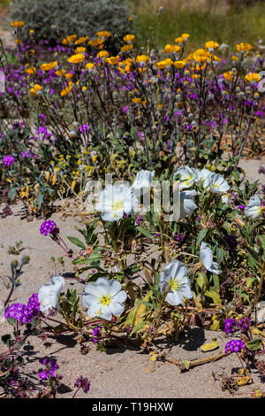 Wüste Sonnenblume (Geraea canescens) und Kalifornien Nachtkerzenöl (Oenothera CANESCENS) blühen in den Anza Borrego DESERT STATE PARK während einer super Blüte Stockfoto