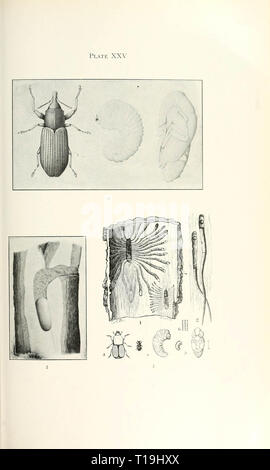 Bulletin der Illinois State Museum of Natural History Stockfoto