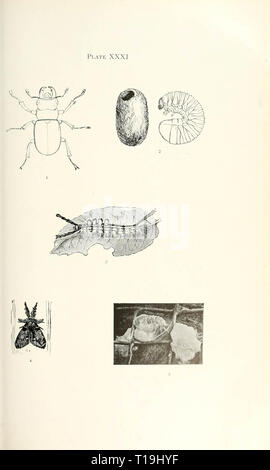 Bulletin der Illinois State Museum of Natural History Stockfoto