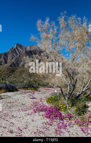 MESQUITE BÜSCHE & lila MAT (Nama demissum) blühen in einem Wash im ANZA BORREGO DESERT STATE PARK, Kalifornien Stockfoto