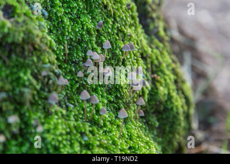 Moss mit kleinen Pilzen in einem Stamm der Kiefer Stockfoto