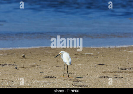 Snowy Silberreiher (Egretta unaufger) am Strand Stockfoto