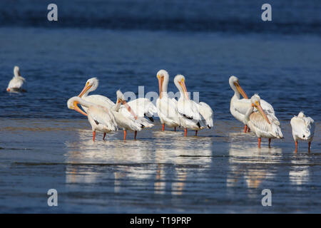 Kleine Herde von Amerikanischen weiße Pelikane (Pelecanus erythrorhynchos) Stockfoto