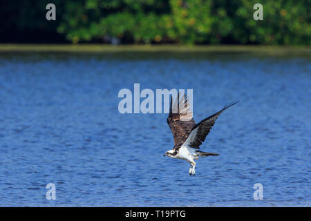 Fischadler (Pandion haliaetus) im Flug über Wasser auf der Jagd nach Fisch für Lebensmittel. Stockfoto
