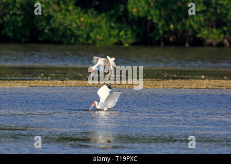 Weiße Ibisse (Eudocimus albus) Ernährung im Ding Darling National Wildlife Refuge. Stockfoto