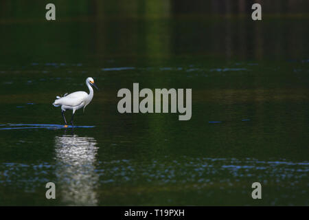 Snowy egret (Egretta Thula) wading in water hunting for food, Ding” Darling National Wildlife Refuge Stockfoto
