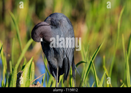 Little Blue Heron (Egretta caerulea) sitzen im Schilf. Stockfoto