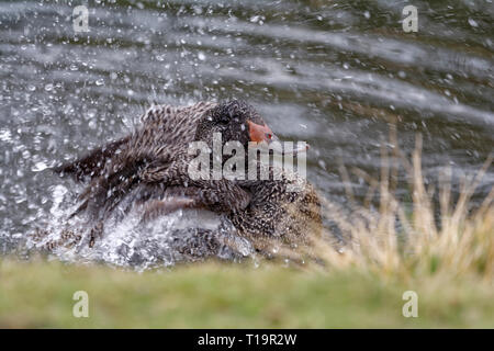 Ente - Stictonetta naevosa sommersprossige Plantschen im Wasser Stockfoto