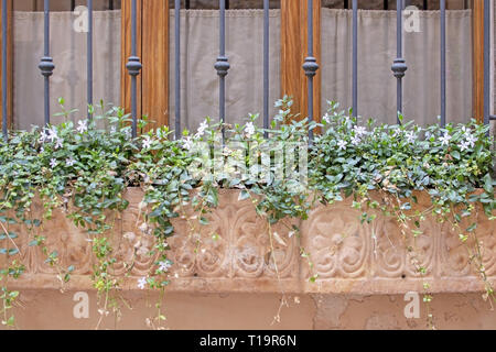 Schönen terrakotta Blumentopf mit blühenden Pflanzen und schmiedeeisernen auf Fenster in Valldemossa Mallorca. Stockfoto