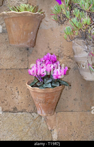 Schönen terrakotta Blumentopf mit Rosa cyclamen Blumen auf Steinmauer in Valldemossa Mallorca. Stockfoto