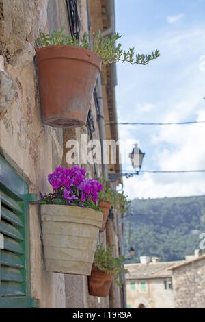 Schönen terrakotta Blumentöpfe mit Rosa cyclamen Blumen auf Steinmauer in Valldemossa Mallorca. Stockfoto