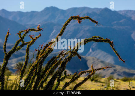 OCOTILLO (Fouquieria splendens) blüht in der Nähe von Borrego Springs - ANZA BORREGO DESERT STATE PARK, Kalifornien Stockfoto