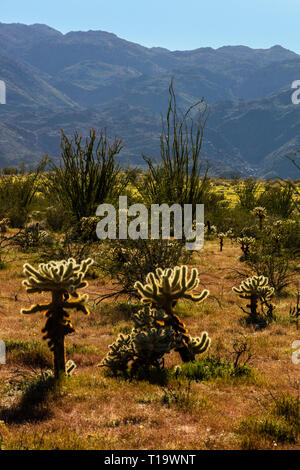 OCOTILLO (Fouquieria splendens) und CHOLLO CACTUS (Opuntia) cactacea flourishe in der Nähe von Borrego Springs - ANZA BORREGO DESERT STATE PARK, Kalifornien Stockfoto