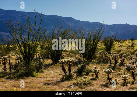 OCOTILLO (Fouquieria splendens) und CHOLLO CACTUS (Opuntia) cactacea flourishe in der Nähe von Borrego Springs - ANZA BORREGO DESERT STATE PARK, Kalifornien Stockfoto