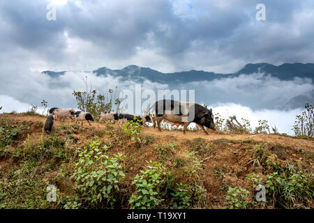 Mutter Schweine und Ferkel füttern frei auf der Straße in den Bergen von Son La Provinz, Vietnam Stockfoto