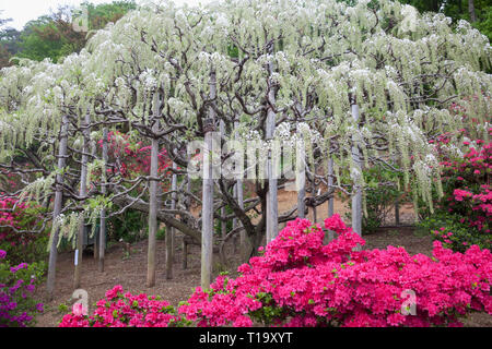 Wisteria und andere Blumen während der Blüte im Frühjahr an der Ashikaga Flower Park, Japan Stockfoto