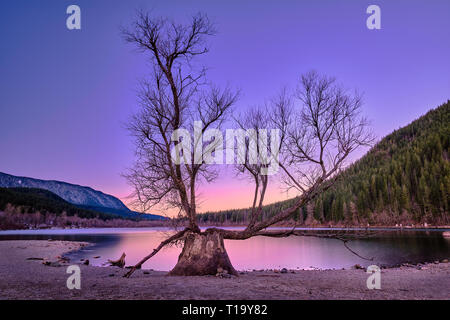 Ruhigen See ansehen und einen Baum in Morgenglut Stockfoto