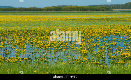 Sumpfdotterblume (Caltha palustris) Blüte im Biebrza Nationalpark. Chyliny. Polen Stockfoto