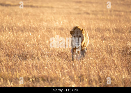 Nahaufnahme der männliche Löwe wandern in Savanne bei Sonnenaufgang, Masai Mara National Reserve Stockfoto