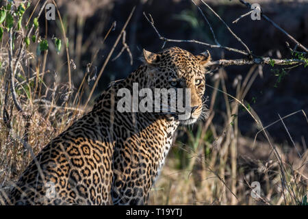 Männliche Leopard bis Portrait schließen Stockfoto