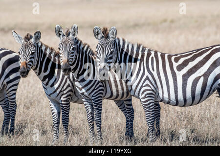 Gruppe von Zebras in Ordnung und Fütterung Gräser in Masai Mara Stockfoto