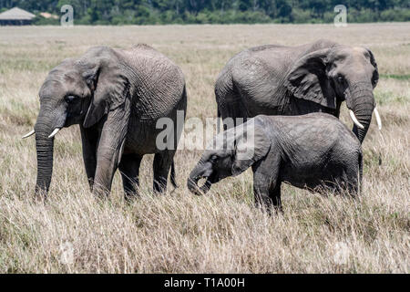 Afrikanischer Elefant Familie Fütterung trockenes Gras in Masai Mara Stockfoto