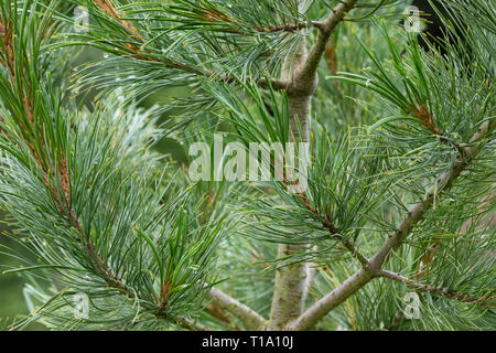 Zirbel-Kiefer, Zirbelkiefer, Zirbel, Zirbe, Arve, Pinus cembra, Zirbelkiefer, Zirbe, Zirbe, Österreichische Stein Kiefern, Pinien, Le Pin cem Stockfoto