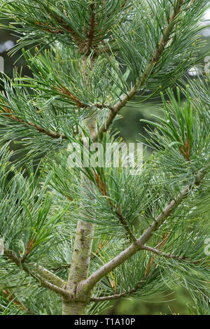 Zirbel-Kiefer, Zirbelkiefer, Zirbel, Zirbe, Arve, Pinus cembra, Zirbelkiefer, Zirbe, Zirbe, Österreichische Stein Kiefern, Pinien, Le Pin cem Stockfoto