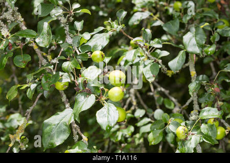 Wild-Apfel, Holz-Apfel, Wildapfel, Holzapfel, Apfel, Malus sylvestris, wilde Crab Apple Stockfoto