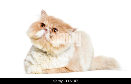 Perser Katze vor weißem Hintergrund liegend Stockfoto