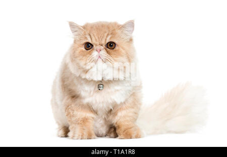 Persische Katze sitzt vor weißem Hintergrund Stockfoto