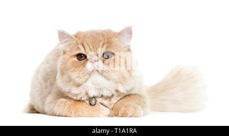 Perser Katze vor weißem Hintergrund liegend Stockfoto