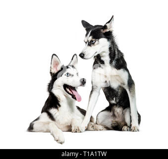 Siberian Husky vor weißem Hintergrund sitzen Stockfoto