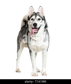 Siberian Husky vor weißem Hintergrund Stockfoto