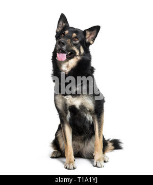 Deutscher Schäferhund vor weißem Hintergrund sitzen Stockfoto