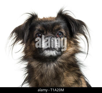 Terrier vor weißem Hintergrund Stockfoto