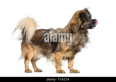Terrier vor weißem Hintergrund Stockfoto