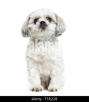 Shih Tzu, die Chrysantheme Hund vor weißem Hintergrund sitzen Stockfoto