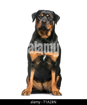 Rottweiler, 1 Jahr alt, sitzt vor weißem Hintergrund Stockfoto