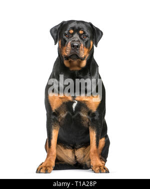 Rottweiler, 1 Jahr alt, sitzt vor weißem Hintergrund Stockfoto